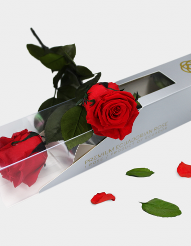 Rosa Preservada con Tallo KIARA 30 Cm